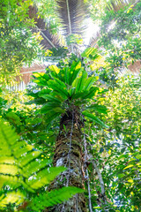 Vertical photo looking at the sky of a palm tree in a dense primary forest in the jungle of the...