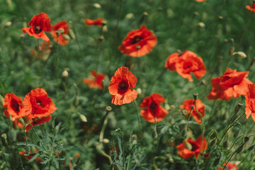 Obraz premium A field with poppies blooming everywhere in summer. Red flowered in the summer field