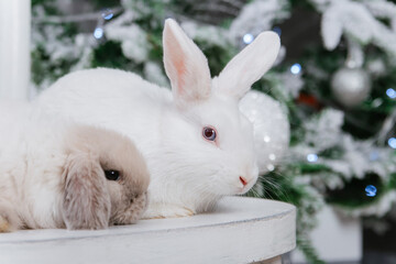 Two rabbits are sitting on the background of a Christmas tree.