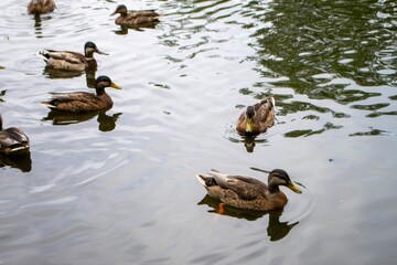 Ducks enjoying pond life during an overcast day