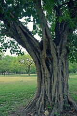 tree in the park