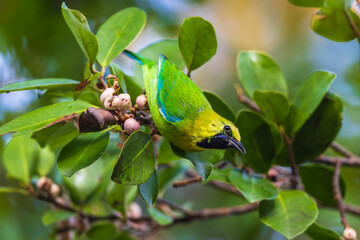 Blue-winged Leafbird (Chloropsis cochinchinensis)  a rare bird on the branch of the  tree.
