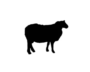 Fototapeten Sheep silhouette in black color. Vector illustration about farm domestic mammal animal. Symbool of wool and mutton meat. © Arhipteia