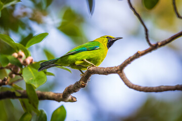 Blue-winged Leafbird (Chloropsis cochinchinensis)  a rare bird on the branch of the  tree.