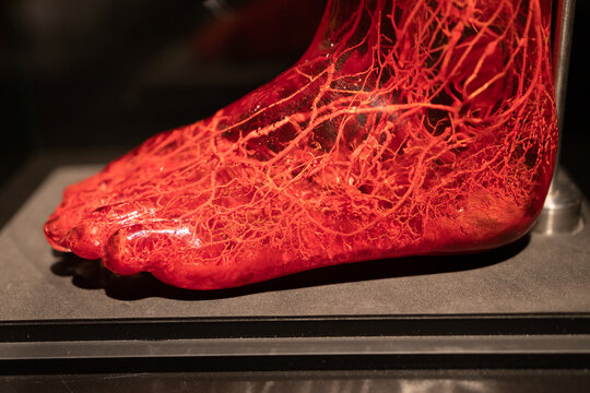 Poznan, Poland 01.06.2023. Body Worlds exhibition. Close up of human body with bones, muscle and nerves. Gunther von Hagens. blood vessels in the foot 