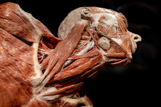 Poznan, Poland 01.06.2023. Body Worlds exhibition. Close up of human body with bones, muscle and nerves. Gunther von Hagens. close-up of the muscles of the neck