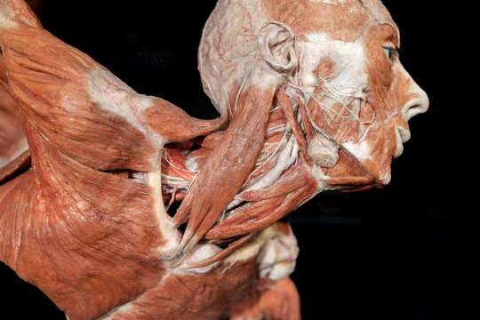 Poznan, Poland 01.06.2023. Body Worlds exhibition. Close up of human body with bones, muscle and nerves. Gunther von Hagens.  close-up of the muscles of the neck