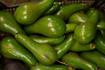 Aguacates