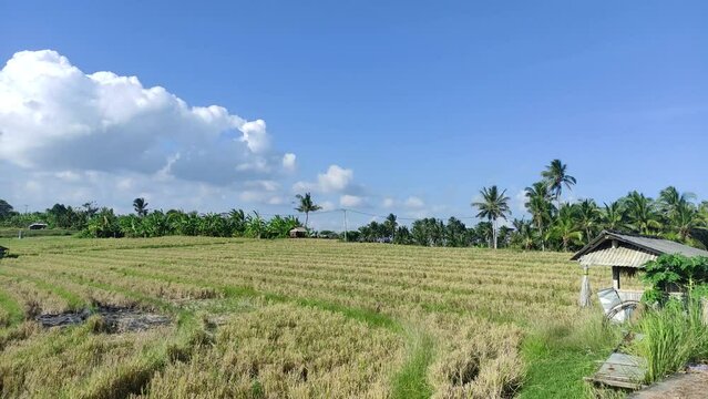 The beauty of the lush rice fields in Tabanan, Bali.