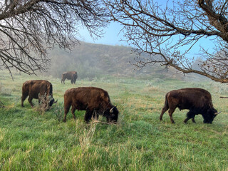 Wild Bison roaming the Badlands in Theodore Roosevelt National Park in North Dakota.