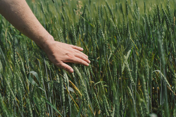 Man farmer walks through a wheat field and touching green ears of wheat with his hands. Hand farmer is touching ears of wheat on field, inspecting her harvest. Agricultural business.