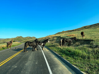 Driving through the badlands hills and mountains with Wild Horses standing in the road in Theodore Roosevelt National Park in North Dakota.