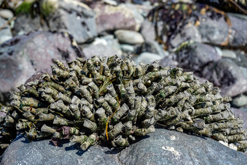 Rocks along a beach during low tide. Seaweed and sea creatures on the rocks. Washington, USA.