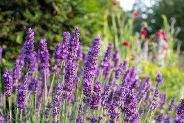 Colourful summer flowers in the historic walled garden, photographed in the late afternoon at Eastcote House Gardens in the Borough of Hillingdon, London, UK. Lavender flowers in the foreground. 