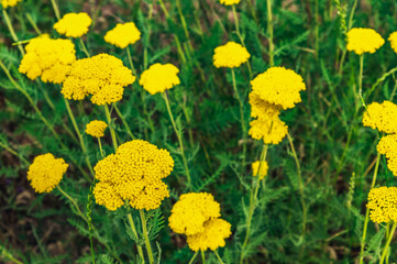 Obraz premium Yellow flowers of Achillea filipendulina in the wild close-up.Selective focus.
