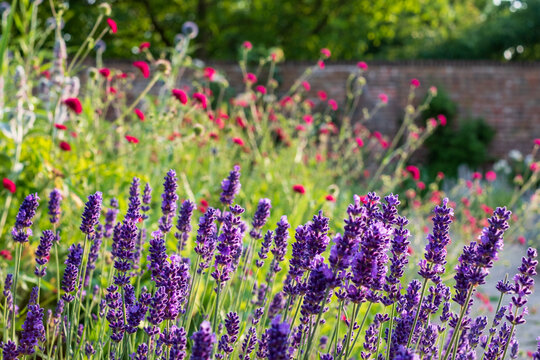 Colourful summer flowers in the historic walled garden, photographed in the late afternoon at Eastcote House Gardens in the Borough of Hillingdon, London, UK. Lavender flowers in the foreground. 
