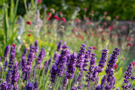 Colourful summer flowers in the historic walled garden, photographed in the late afternoon at Eastcote House Gardens in the Borough of Hillingdon, London, UK. Lavender flowers in the foreground. 