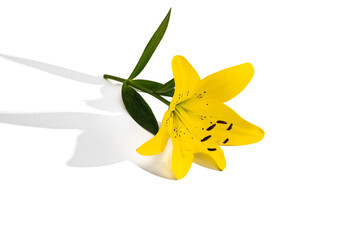 Fresh yellow lily flower isolated on white background.
