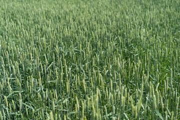 Fresh ears of young green wheat in spring field. Agriculture scene.