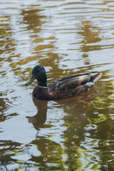 duck on the lake
