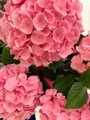 Ortensia macrophilla. Bellissimo fiore rosa hortensia. Fiore in fiore in estate.