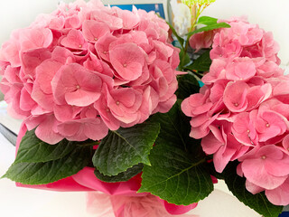 Ortensia macrophilla. Bellissimo fiore rosa hortensia. Fiore in fiore in estate.