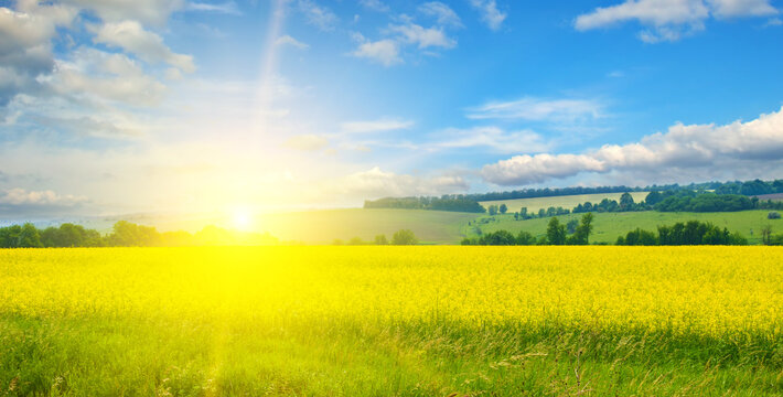 A field with blooming rapeseed and a sun against a blue sky. Wide photo.