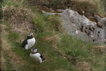 Atlantic Puffins bird or common Puffin on ocean blue background.Faroe islands. Norway most popular birds.  Fratercula arctica © Yaroslav