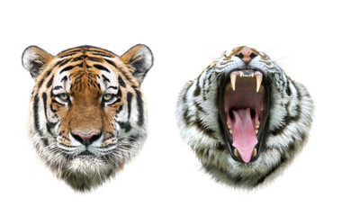 アムールトラの顔