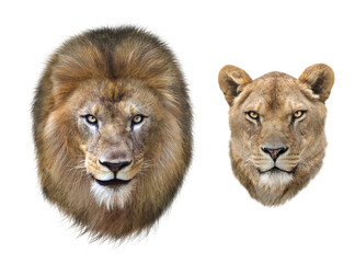 Fototapeta na wymiar ライオンのオスとメス