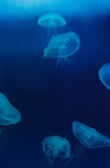 A photo of a group of Moon Jelly fishes. 