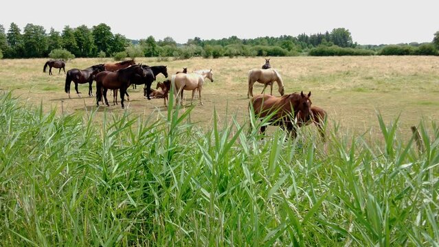 Pferde mit Fohlen auf der Wiese