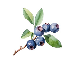 WatercolorBlueberry Isolated. Illustration Generative AI