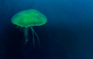 A photo of Moon jellyfish against blue  background. the color of the moon jellyfish is green. 