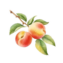 Watercolor Peach Isolated. Illustration Generative AI.