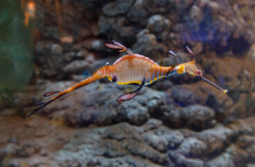 a photo of a sea dragon which are closely relative to Sea horses in aquarium.  © mktuteja