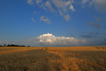 Wheat fields in early Summer (UK)