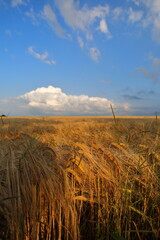 Wheat fields in early Summer (UK)