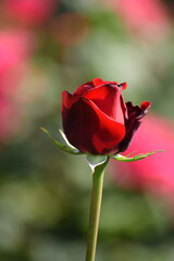 真紅の薔薇
