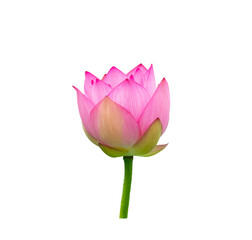 lotus flower bud isolated on white background.