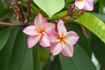 frangipani or plumeria tropical flower in nature