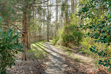 Woodland Pathway Surrounded by Lush Greenery and Tall Trees