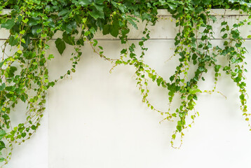 Lush green ivy is growing and covering granite white wall with neighborhood houses