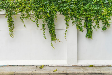 Lush green ivy is growing and covering granite white wall with neighborhood houses - obrazy, fototapety, plakaty