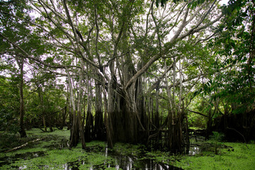 The Renaco is a tree that grows in tahuampas and aquatic forests, during the winters of the Amazon, agglomerating in tens, hundreds and thousands of renacos that form renacales.