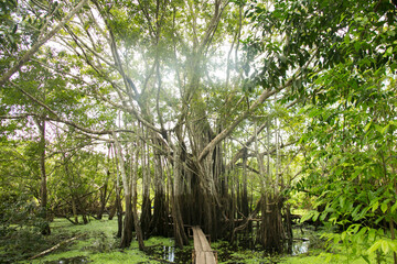 The Renaco is a tree that grows in tahuampas and aquatic forests, during the winters of the Amazon, agglomerating in tens, hundreds and thousands of renacos that form renacales.