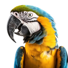 Fototapeta premium Blue and yellow macaw isolated. Illustration AI Generative