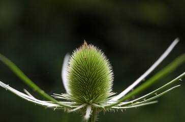 Weaver card thistle against blurred dark background in forest