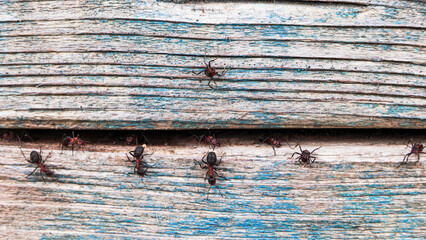 Close up of forest ants guarding the entrance to the ant burrow in a crevice in the wood