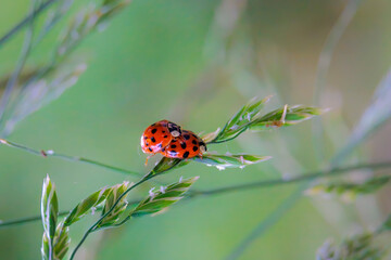 Close up of ladybug sitting on grass flower panicle in forest